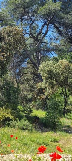 Les Bois De Zola Entre Provence Et Luberon Lejlighedshotel Saint-Esteve-Janson Værelse billede